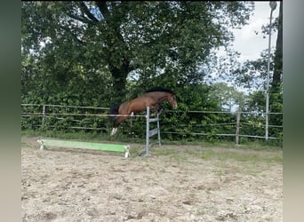 New Forest Pony, Gelding, 3 years, 14,2 hh, Bay-Dark