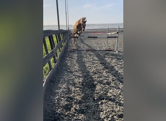New Forest Pony, Gelding, 3 years, 14.2 hh, Chestnut-Red