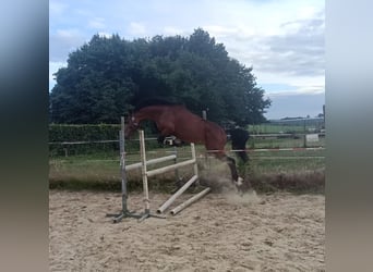 New Forest Pony, Gelding, 3 years, 14 hh, Brown