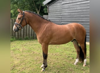 New Forest Pony, Wallach, 3 Jahre, 14 hh, Hellbrauner