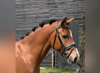 New Forest Pony, Wallach, 3 Jahre, 14 hh, Hellbrauner