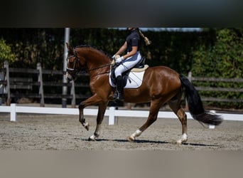 New Forest Pony, Wallach, 3 Jahre, 14 hh, Hellbrauner