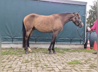 New Forest Pony, Gelding, 3 years, 14 hh, Buckskin