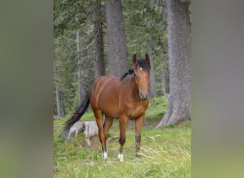 New Forest Pony, Gelding, 3 years, 14,1 hh, Brown