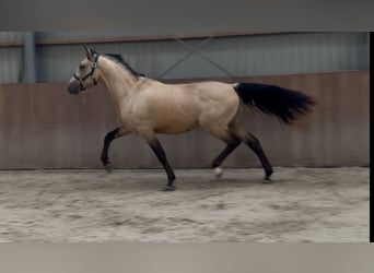 New Forest Pony, Gelding, 3 years, 15 hh, Buckskin