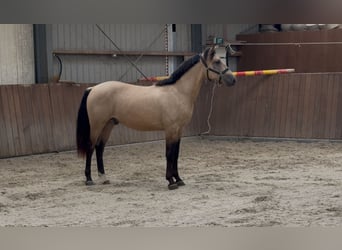 New Forest Pony, Gelding, 3 years, 15 hh, Buckskin