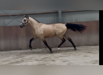 New Forest Pony, Gelding, 3 years, 15 hh, Buckskin