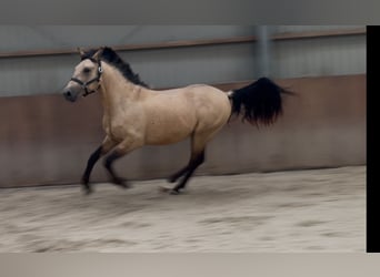 New Forest Pony, Gelding, 3 years, 15 hh, Buckskin