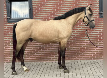 New Forest Pony, Gelding, 3 years, 15 hh, Buckskin