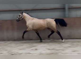 New Forest Pony, Gelding, 3 years, 15 hh, Buckskin