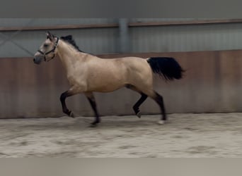 New Forest Pony, Gelding, 3 years, 15 hh, Buckskin