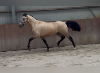 New Forest Pony, Gelding, 3 years, 15 hh, Buckskin