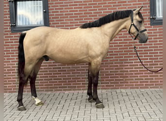 New Forest Pony, Gelding, 3 years, 15 hh, Buckskin