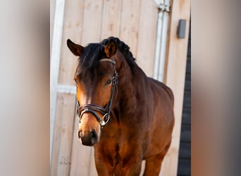 New Forest Pony, Gelding, 4 years, 14.1 hh, Bay-Dark