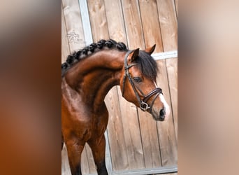 New Forest Pony, Gelding, 4 years, 14.1 hh, Brown
