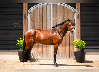 New Forest Pony, Gelding, 4 years, 14.1 hh, Brown