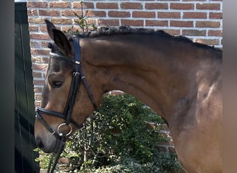 New Forest Pony, Gelding, 4 years, 14.1 hh, Brown