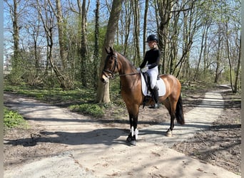 New Forest Pony, Gelding, 4 years, 14.1 hh, Brown