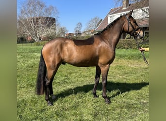 New Forest Pony, Gelding, 4 years, 14.1 hh, Brown