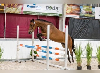 New Forest Pony, Gelding, 4 years, 14.1 hh, Brown