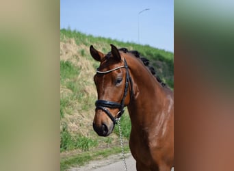 New Forest Pony, Gelding, 4 years, 14.1 hh, Brown-Light