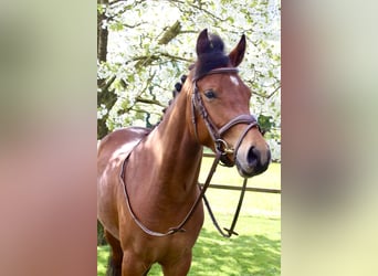 New Forest Pony, Gelding, 4 years, 14.1 hh, Brown