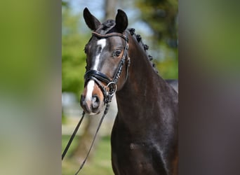 New Forest Pony, Gelding, 4 years, 14.2 hh, Black