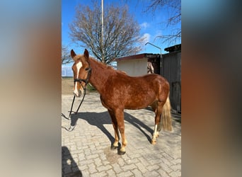 New Forest Pony, Gelding, 4 years, 14.2 hh, Chestnut-Red
