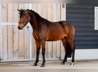 New Forest Pony, Gelding, 4 years, 14,1 hh, Bay-Dark