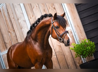 New Forest Pony, Gelding, 4 years, 14,1 hh, Brown