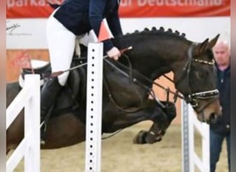 New Forest Pony, Gelding, 4 years, 14,1 hh, Brown