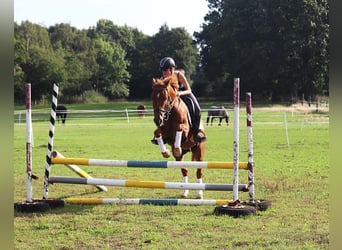 New Forest Pony, Gelding, 4 years, 15 hh, Chestnut