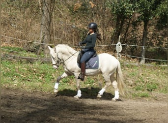 New Forest Pony Mix, Gelding, 5 years, 13.2 hh, Cremello