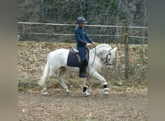 New Forest Pony Mix, Gelding, 5 years, 13.2 hh, Cremello