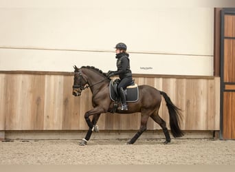 New Forest Pony, Gelding, 5 years, 14.1 hh, Bay-Dark