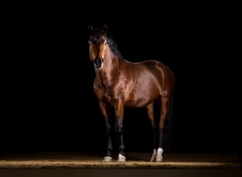 New Forest Pony, Gelding, 5 years, 14.1 hh, Brown