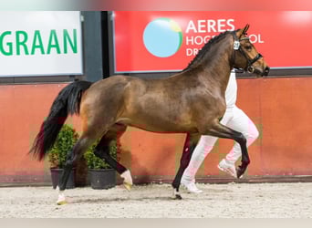 New Forest Pony, Gelding, 5 years, 14.1 hh, Brown