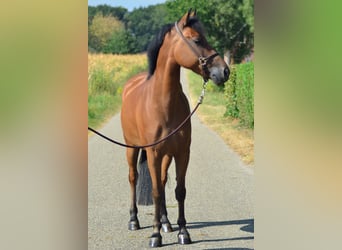 New Forest Pony, Gelding, 5 years, 14.1 hh, Brown