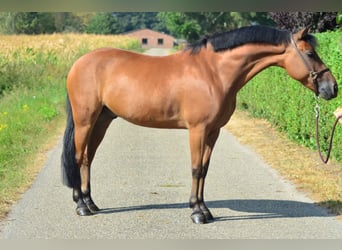 New Forest Pony, Gelding, 5 years, 14.1 hh, Brown