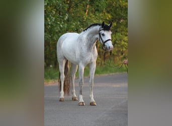 New Forest Pony, Gelding, 5 years, 14.1 hh, Gray