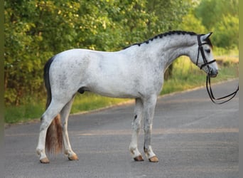 New Forest Pony, Gelding, 5 years, 14.1 hh, Gray