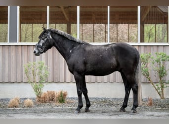 New Forest Pony, Gelding, 5 years, 14.2 hh, Grey New Forest Pony, Gelding, 5 years, 14.2 hh, Grey