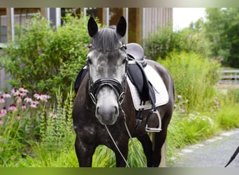 New Forest Pony, Gelding, 5 years, 14.2 hh, Grey New Forest Pony, Gelding, 5 years, 14.2 hh, Grey