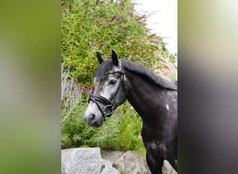 New Forest Pony, Gelding, 5 years, 14.2 hh, Grey New Forest Pony, Gelding, 5 years, 14.2 hh, Grey