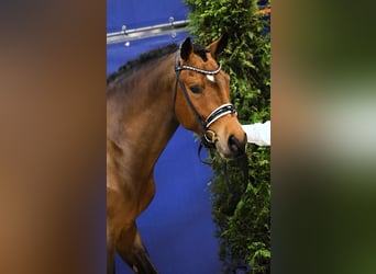 New Forest Pony, Gelding, 5 years, 14,1 hh, Brown