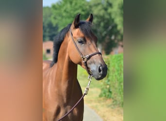 New Forest Pony, Gelding, 5 years, 14,1 hh, Brown