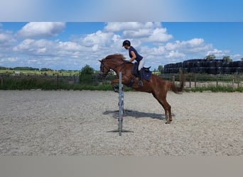 New Forest Pony, Gelding, 5 years, 14,2 hh, Chestnut-Red