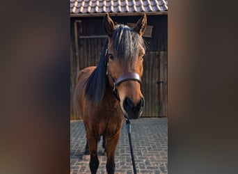 New Forest Pony Mix, Gelding, 5 years, 15 hh, Brown