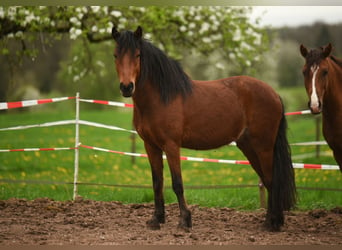 New Forest Pony Mix, Gelding, 5 years, 15 hh, Brown