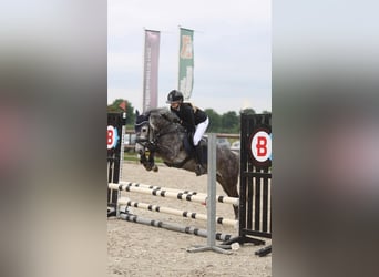 New Forest Pony, Gelding, 6 years, 13,1 hh, Grey
